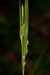 Manhart's sedge